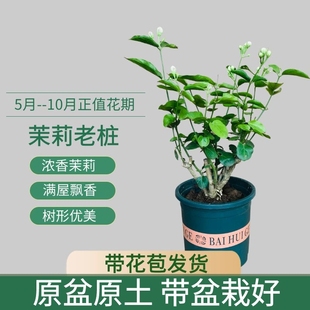 好养室内阳台庭院驱蚊防蚊观花卉 茉莉花盆栽重瓣浓香开花不断四季