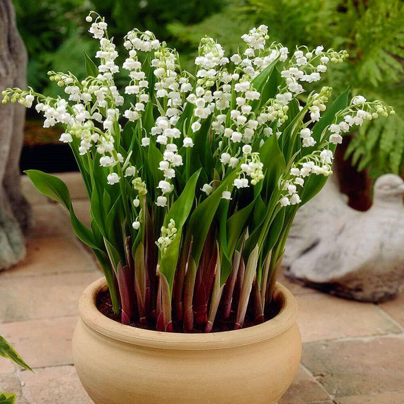 绿植带芽盆栽风信子耐寒水仙花