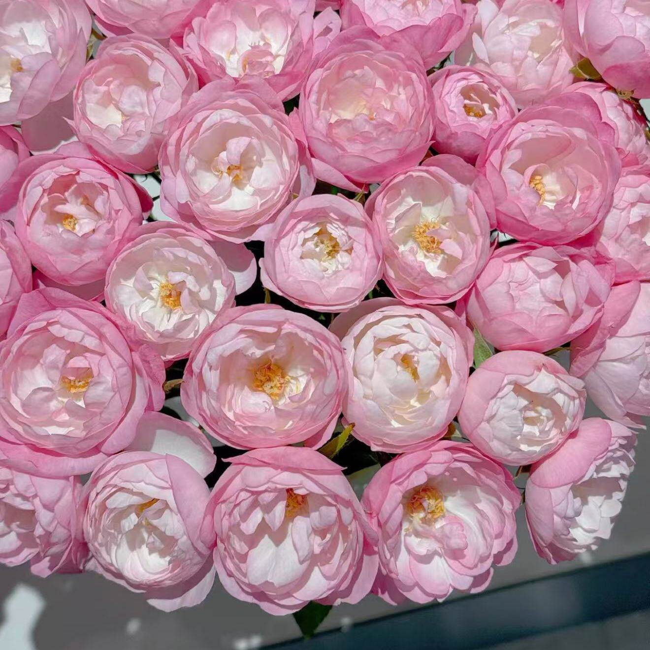 草莓杏仁饼 月季扦插花苗 庭院植物花卉玫瑰 多季开放