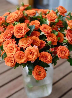 橙色芭比 多头玫瑰鲜花 切花月季勤花 多季花苗 盆地栽 开花