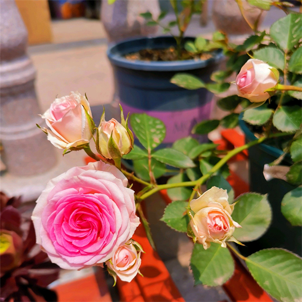 灌小伊灌木小伊甸园微月多头