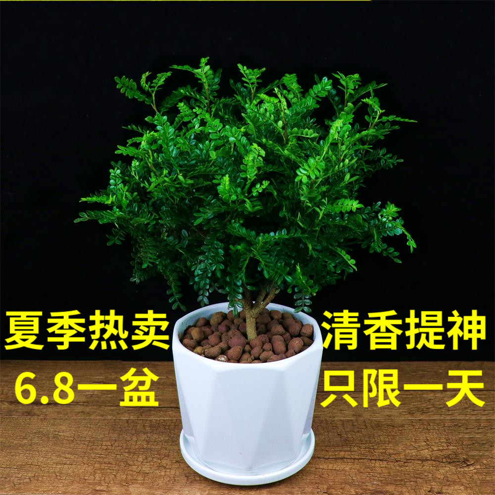 驱蚊清香木四季常青好养木本花卉