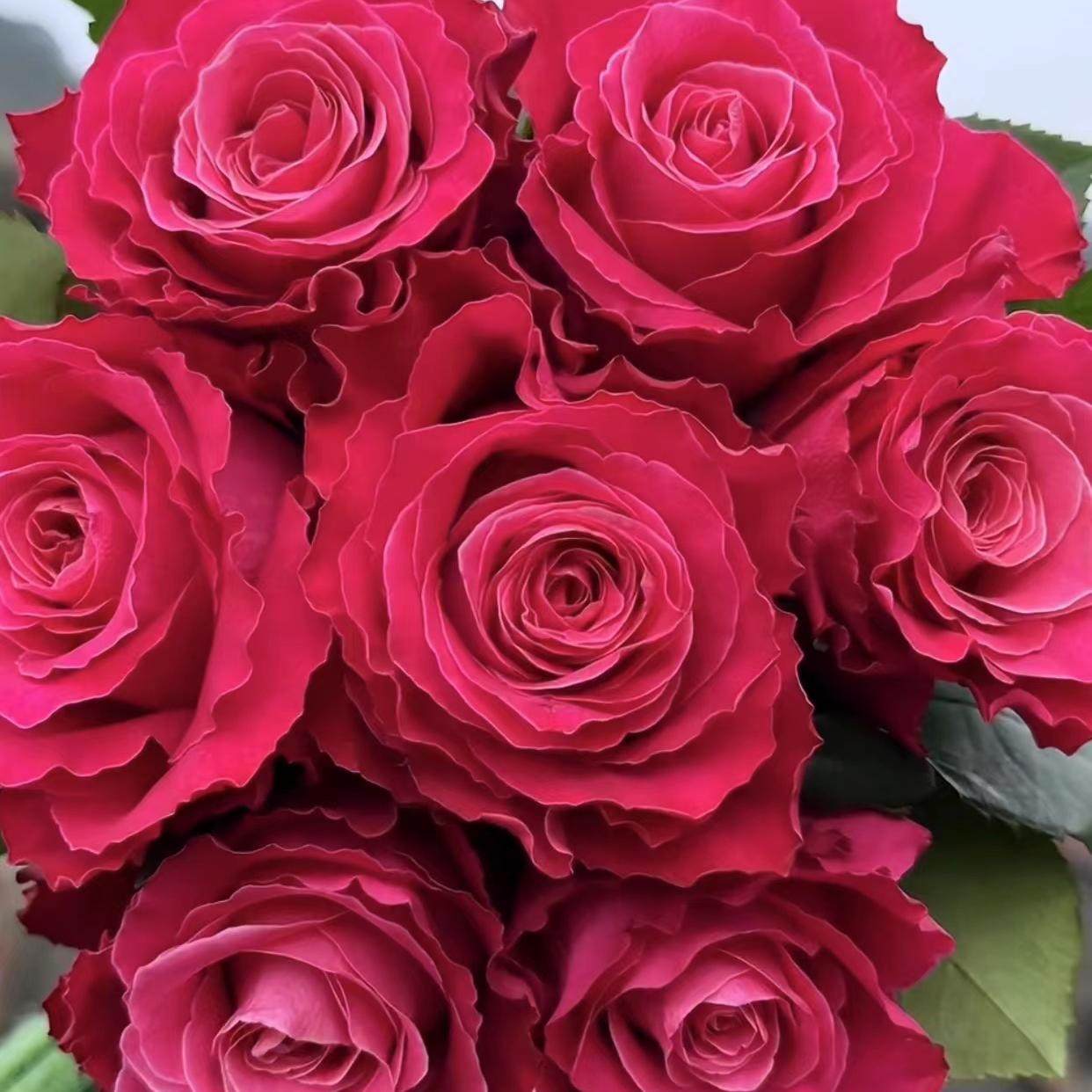 新品电影明星月季灌木大花直立刺少庭院阳台盆栽 玫瑰花苗,鲜花速递/花卉仿真/绿植园艺,月季/蔷薇/玫瑰,淘宝优惠券,粉丝福利购,淘宝优惠卷