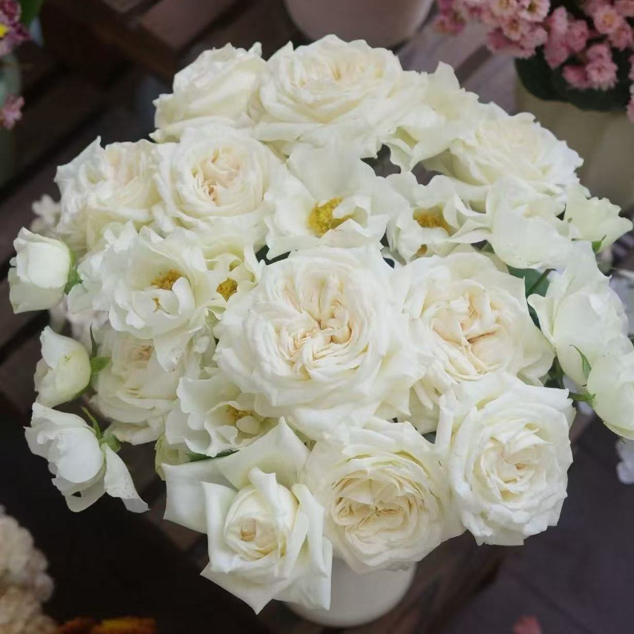 珍妮莫罗月季扦插小苗