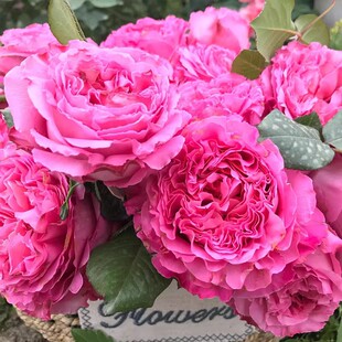 仙王座月季玫瑰小苗 多季开花勤花 重瓣 净化空气大花浓香勤花