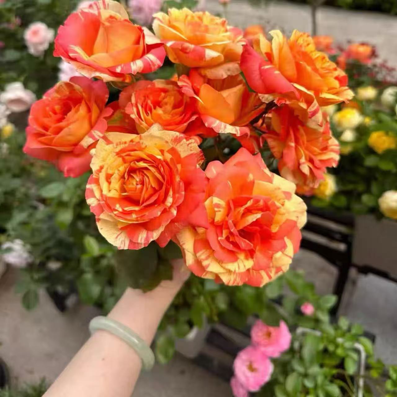 新品 热带晚霞 条纹复古月季大花绿植物庭院阳台盆栽月季花苗