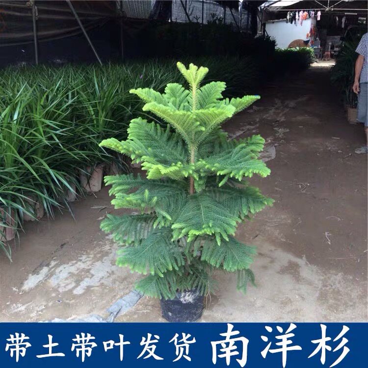 绿植松大小苗圣诞树客厅南洋杉
