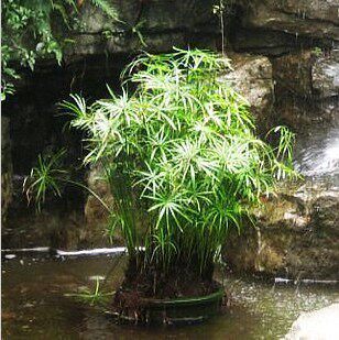 水生花卉【旱伞草】水竹 水棕竹 风车草 四季常青 可盆栽