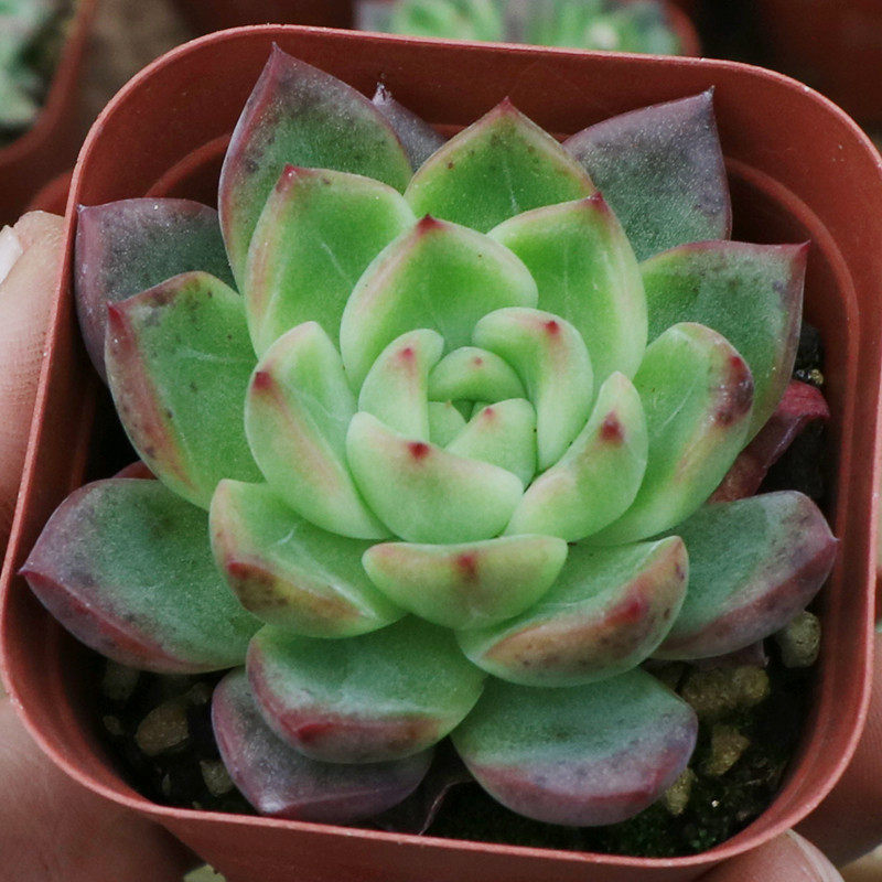 黑玫瑰女王新款多肉植物组合盆栽阳台含盆含土肉肉植物木盒新手