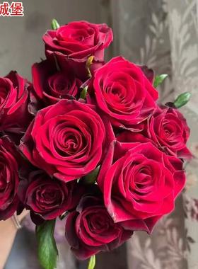 新品 红色城堡 月季花苗切花大花直立灌木庭院阳台 盆栽勤花