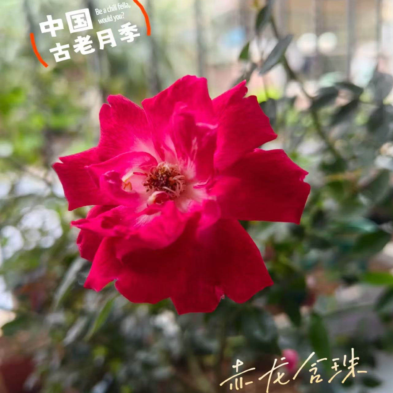 赤龙含珠中国古老月季多头勤花抗病庭院玫瑰植物盆栽花卉