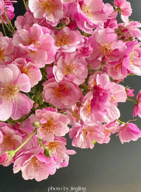 【薰衣草梅迪兰】ADR认证 月季扦插苗阳台庭院盆栽