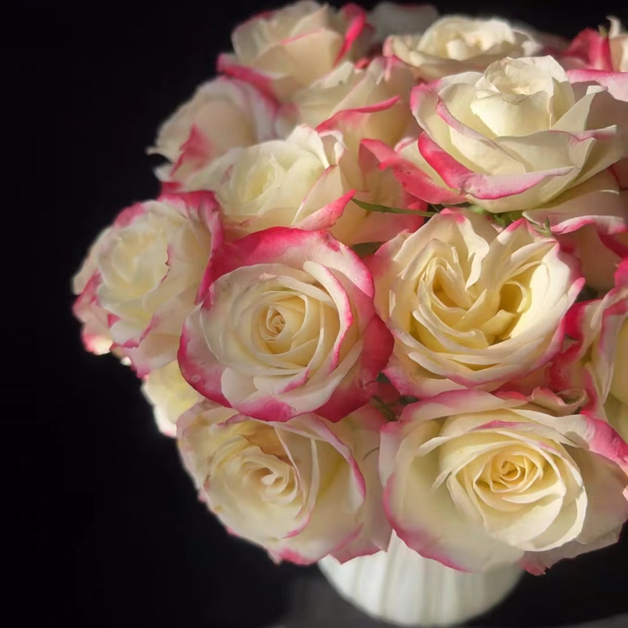 【醉红妆】渐变色复色 清香 阳台 庭院 抗病性强花卉多季节开花