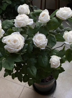 大花浓香月季扦插花苗伊芙婚礼之路纯白色玫瑰盆栽阳台观花植物