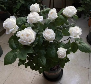 大花浓香月季扦插花苗伊芙婚礼之路纯白色玫瑰盆栽阳台观花植物