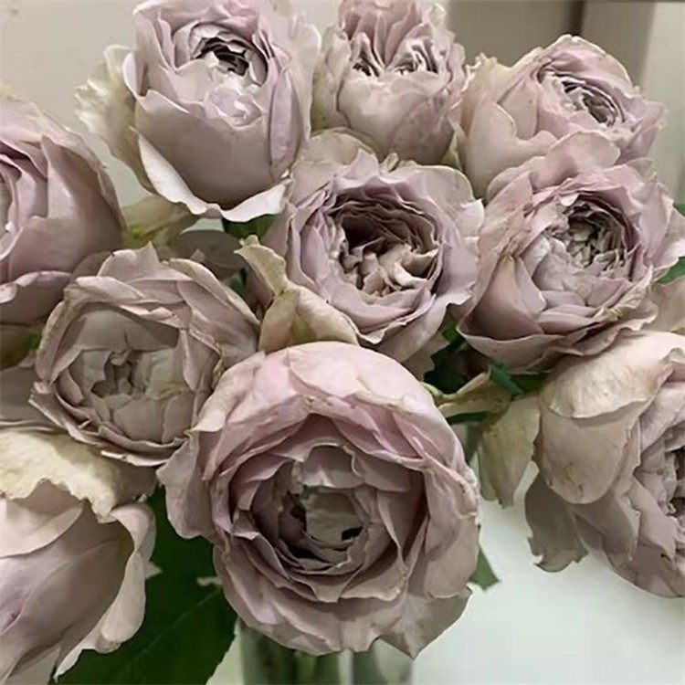 新品慈善月季扦插清灰紫色中小灌木切花抗病阳台庭院盆栽多季开花,鲜花速递/花卉仿真/绿植园艺,月季/蔷薇/玫瑰,淘宝优惠券,粉丝福利购,淘宝优惠卷