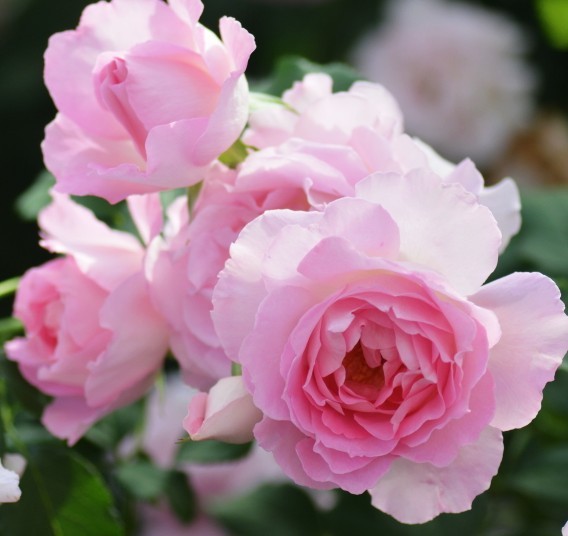 河本新品绊月季扦插花苗