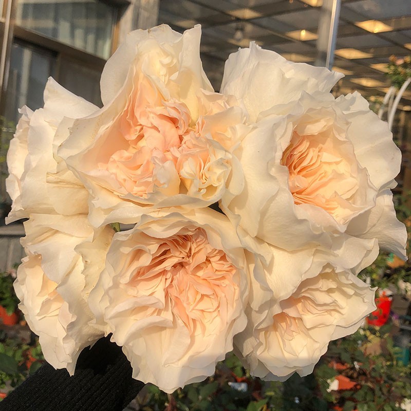 尤金妮超新品奥斯汀玫瑰