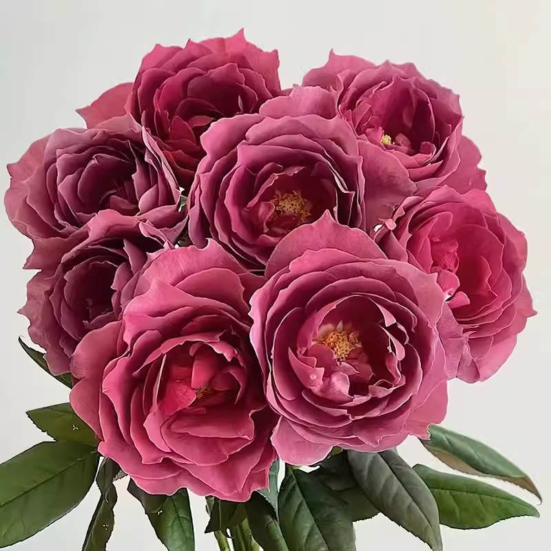 红茶 日本超新品花园木本玫瑰花苗盆栽阳台庭院月季花卉浓香