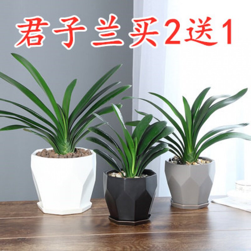 四季精品君子兰盆栽高档名贵带花苞小苗室内花卉植物好养圆头和.