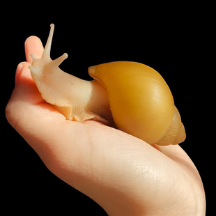 网红蜗牛活体宠物懒人好养非白玉明珠无菌小蜗牛学生科学观察实验