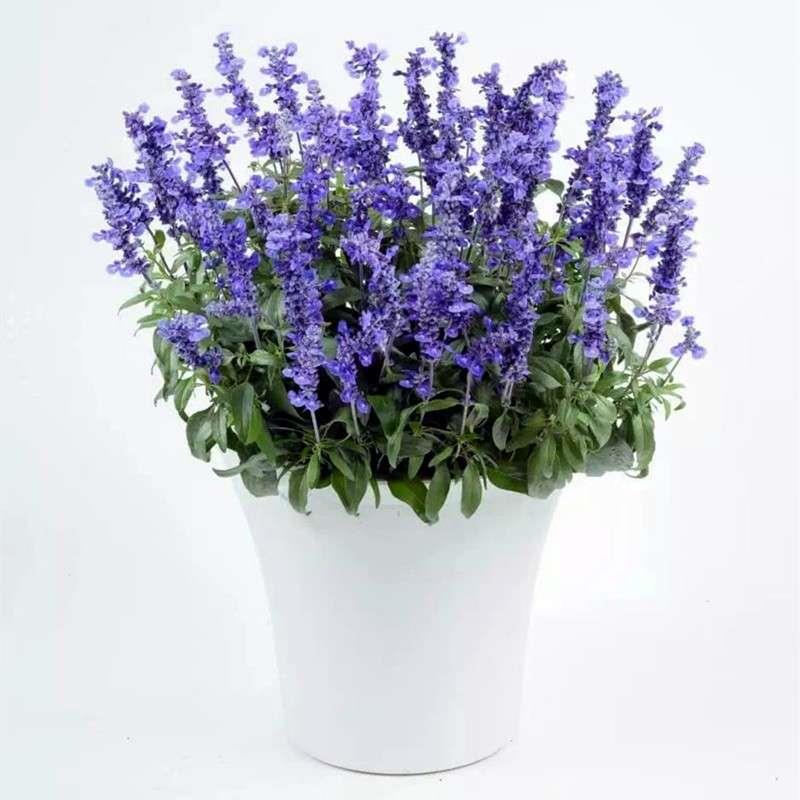 薰衣草花苗带花苞室外开花盆栽植物庭院花园易养活阳台香草苗花卉