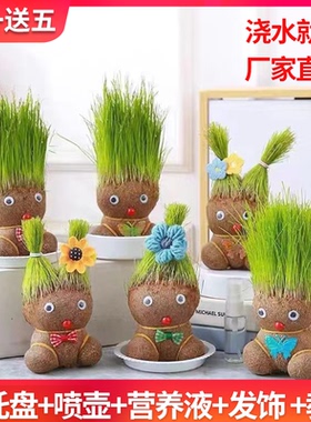 桌宠草头娃娃开花草绿植物水培小盆栽小草娃娃室内儿童创意水培