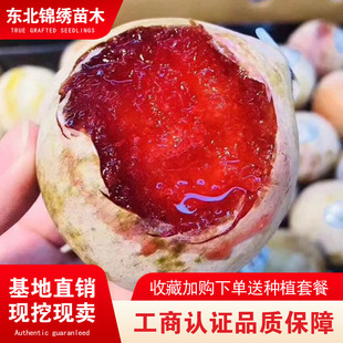 美国恐龙蛋红心李子树苗血丝李新品种嫁接苗美国杏李苗南北方种植