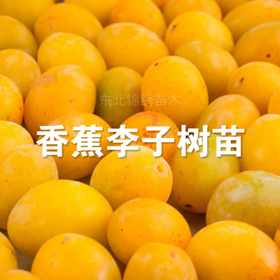 香蕉李子树苗特大新品种嫁接果树苗南北方种植耐寒盆栽地栽年结果