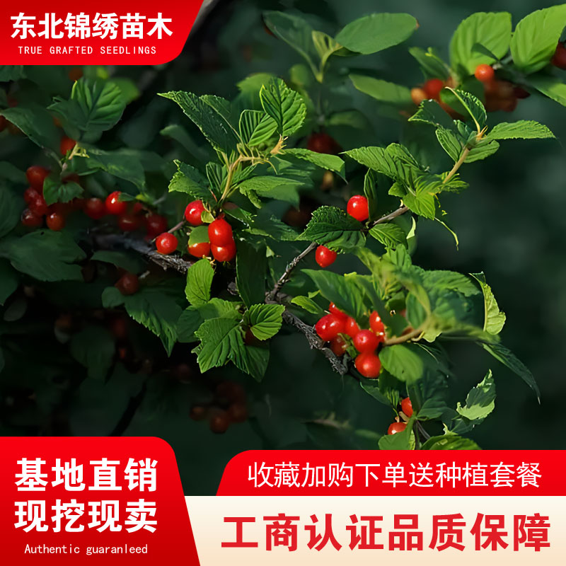 东北小樱桃树苗山樱桃毛樱桃野生樱桃果树苗盆栽地栽南北种植结果