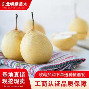 绥中大白梨树苗盆栽地栽嫁接苗白梨南北方种植东北梨树品种结果苗