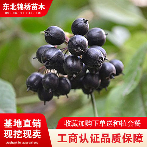 正宗刺五加树苗五加皮苗白簕菜刺拐棒百针中药材苗五瓜皮种苗易活