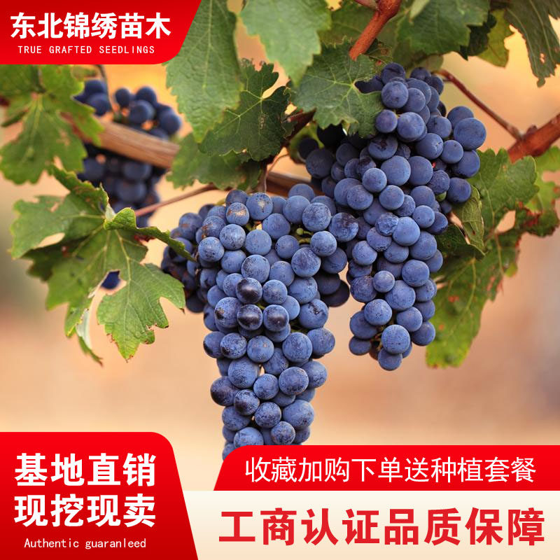 康贝尔葡萄树苗嫁接盆栽地栽小黑粒香甜耐寒葡萄品种南北北方种植