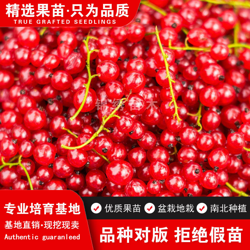 红黑加仑苗醋栗灯笼果苗茶藨子树苗盆栽地栽阳台庭院别墅南北种植