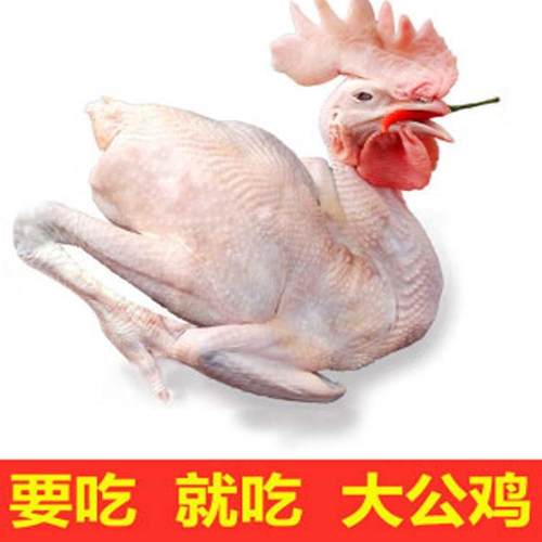 生鸡现杀（散养黑腿大公鸡）