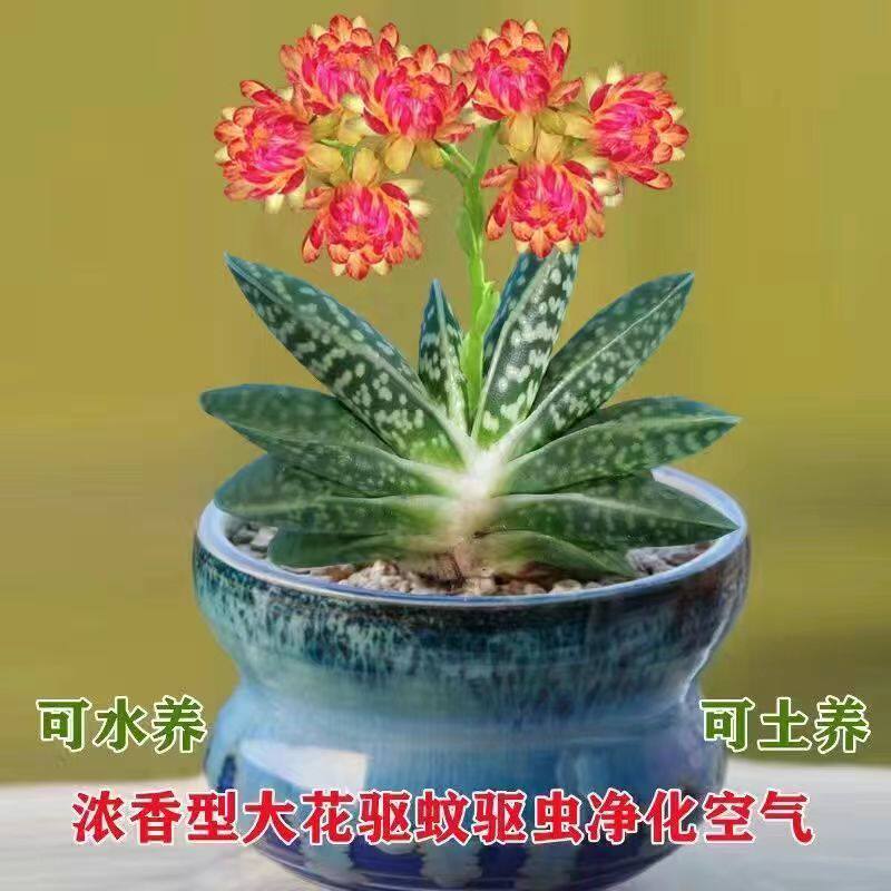 新品浓香型大花元宝花驱蚊驱虫室内风雨兰花室外葱兰植物四季盆栽
