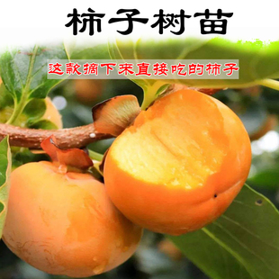 嫁接柿子树苗日本太秋甜脆柿子果树罗田柿子苗带叶带土地栽盆栽