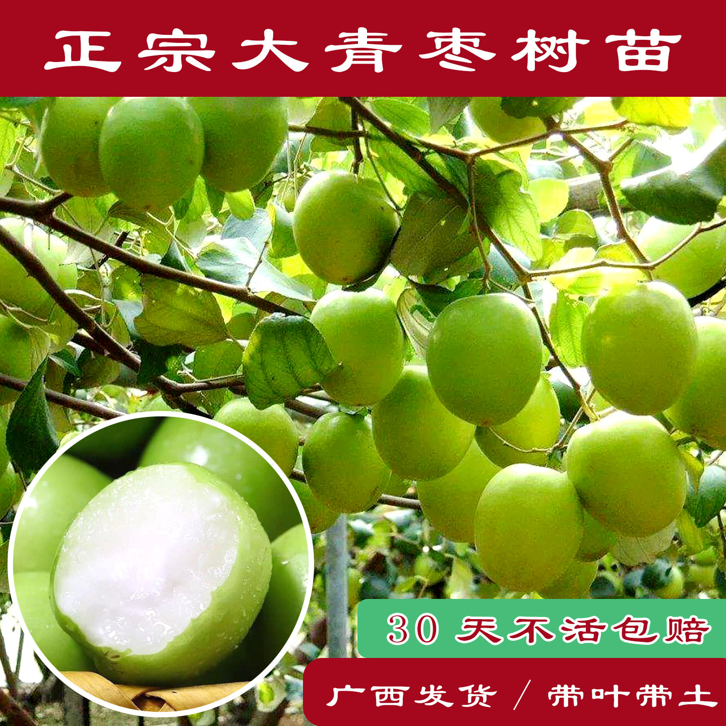 大青枣树苗牛奶枣苹果枣蜜丝枣盆栽水果树苗攀藤植物南北方种植