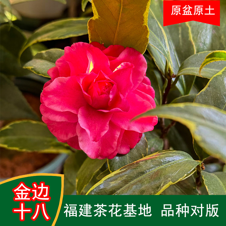 金边十八学士珍贵品种茶花四季常青观花绿植阳台庭院窗台花卉基地