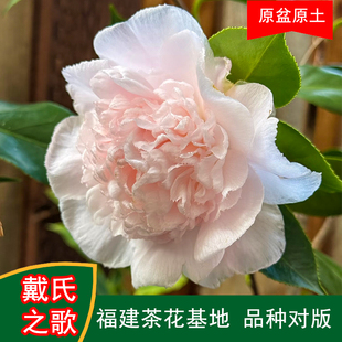 戴氏之歌珍贵品种茶花四季常青观花绿植阳台庭院窗台花卉基地直发