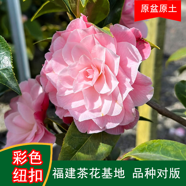 彩色纽扣珍贵品种茶花四季常青观花绿植阳台庭院窗台花卉基地直发,鲜花速递/花卉仿真/绿植园艺,绿植,淘宝优惠券,粉丝福利购,淘宝优惠卷