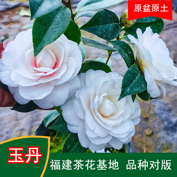 玉丹珍贵品种茶花四季常青观花绿植阳台庭院窗台花卉基地直发,鲜花速递/花卉仿真/绿植园艺,绿植,淘宝优惠券,粉丝福利购,淘宝优惠卷