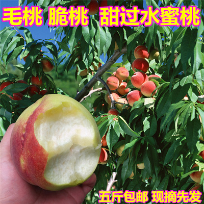 五福臻丑桃裂桃毛桃爆炸桃安丘