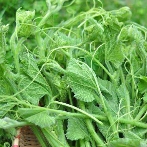 贵州新鲜嫩南瓜尖新鲜南瓜藤南瓜叶菜类