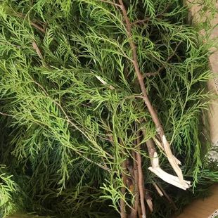 贵州高山野生柏树枝烟熏香叶树叶烟熏腊肉柏树枝条柏香树苗叶腊肉