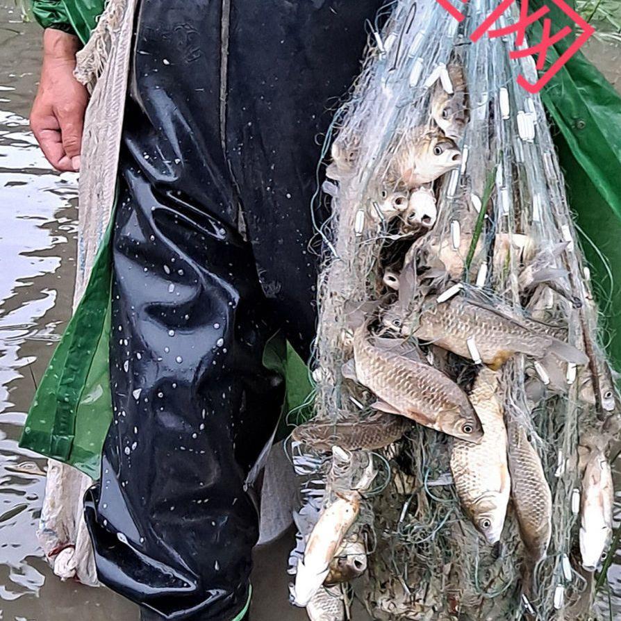 鱼网三层沉网专业捕捞鲫鲤鲢鳙沉图片