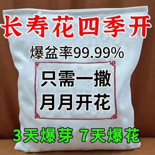 长寿花专用开花粉催苞促开花剂治黄叶增花蕾延花期助生长专用肥料