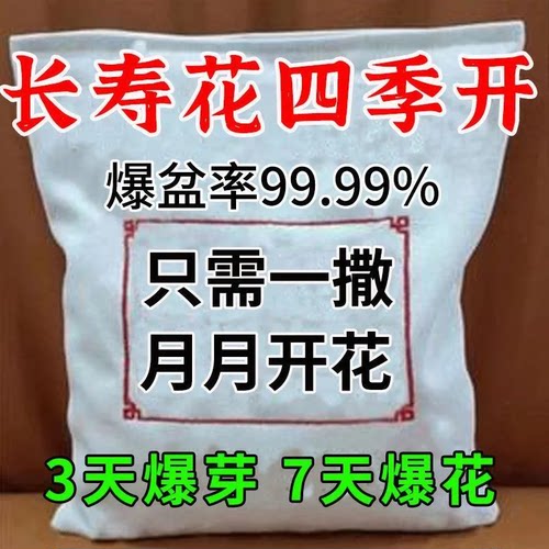 长寿花专用开花粉催苞促开花剂治黄叶增花蕾延花期助生长专用肥料