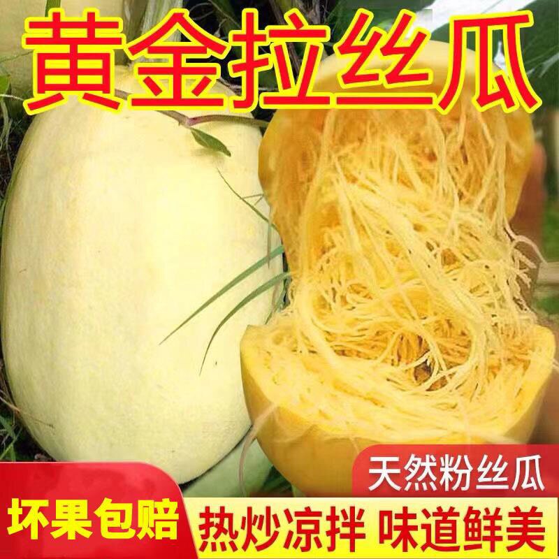 金瓜金丝瓜拉丝新鲜角瓜搅瓜绞瓜鱼翅瓜正宗黄金瓜崇明特产