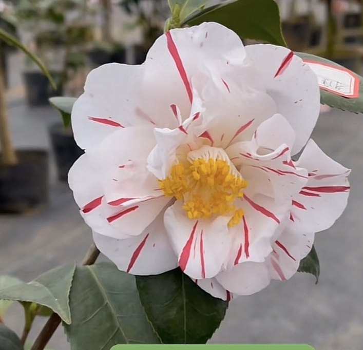 雅子茶花原生带花苞大苗 精品白底红条纹复色系品种 包对版,鲜花速递/花卉仿真/绿植园艺,时令草本花卉,淘宝优惠券,粉丝福利购,淘宝优惠卷